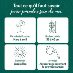 Astilbe Anita Pfeifer - Le pot de 9 x 9 cm