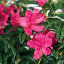 Azalée (Azalea) Encore Jewel violette. Le pot de 4 litres