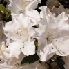 Azalée (Azalea) Encore Lily blanc. Le pot de 4 litres