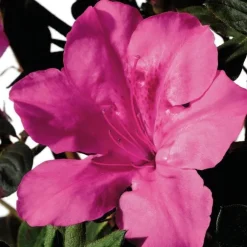 Azalée (Azalea) Encore rose. Le pot de 4 litres