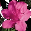 Azalée (Azalea) Encore rose. Le pot de 8 litres