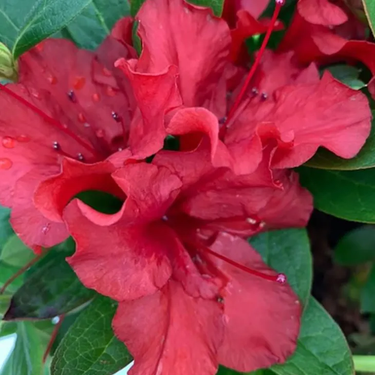 Azalée (Azalea) Encore Ruby rouge. Le pot de 4 litres