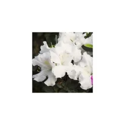 Azalée (Azalea) Encore Starlite blanc. Le pot de 8 litres