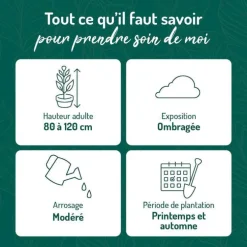 Azalée du Japon Koromo Shikibu à fleurs violettes. Le pot de 5 litres