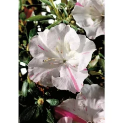 Azalée Encore Starlite blanc. Le pot de 4 litres