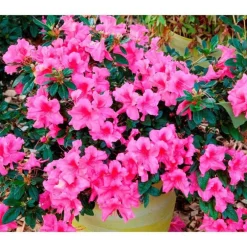 Azalée Encore Sundance rose. Le pot de 4 litres