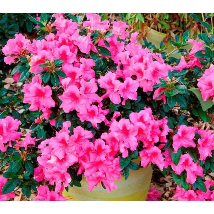 Azalée Encore Sundance rose. Le pot de 4 litres