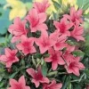 Azalée Japonaise (Azalea Japonica) 40/50 rose. Le pot de 7 litres