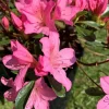 Azalée Japonaise (Azalea Japonica) rose. Le pot de 2 litres