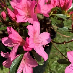 Azalée Japonaise (Azalea Japonica) rose. Le pot de 2 litres