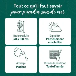 Azalée japonaise 'Gilbert Mullie' le pot de 5 litres