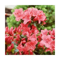 Azalée japonaise Glencora coloris rose. Le pot de 5 litres.