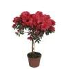 Azalée tige. Le pot de 18 cm