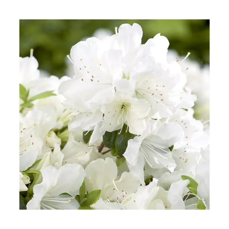 Azalea japonica dorothy haiden rose en pot de 5 L