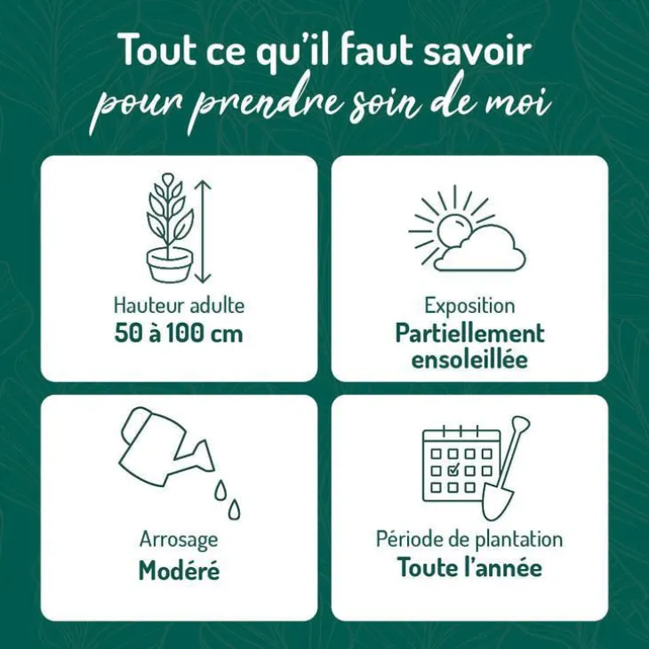 Azalea japonica dorothy haiden rose en pot de 5 L