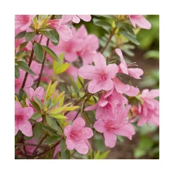 Azalea japonica madame van hecke rose en pot de 5 L