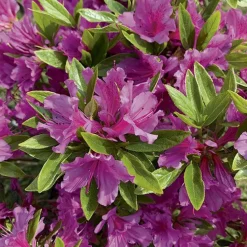 Azalea japonica purple splendour violette en pot de 5 L