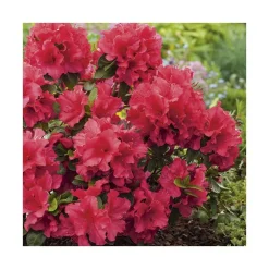 Azalea japonica vuyks scarlet rouge en pot de 5 L