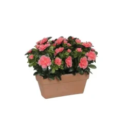 Azalea pêche artificielle en jardinière Terra 27,5x13x33 cm
