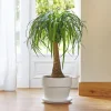 Beaucarnea. Le pot de 26 cm