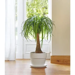 Beaucarnea. Le pot de 26 cm