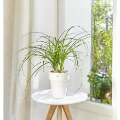 Beaucarnea. Le pot de 15 cm