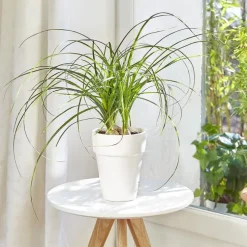 Beaucarnea. Le pot de 15 cm