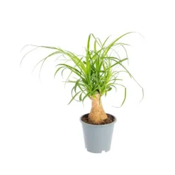 Beaucarnea pot Ø12xH30 cm
