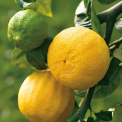 Bergamotier Bio. Le pot de 3 litres