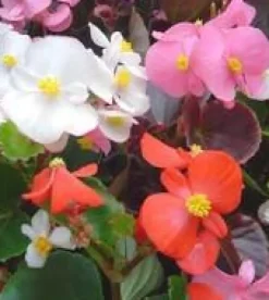 Bégonia – Pot de 19 cm