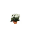 Bégonia blanc artificiel en pot Campana Terra H 25 x Ø 20 cm