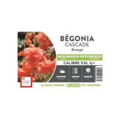 Bégonia Cascade orange XXL Ernest Turc - bulbes vrac