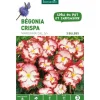 Bégonia Crispa Marginata rouge blanc botanic® - 3 bulbes