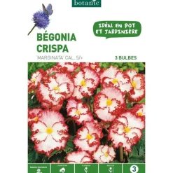 Bégonia Crispa Marginata rouge blanc botanic® - 3 bulbes