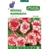 Bégonia Marmorata rose botanic® - 3 bulbes