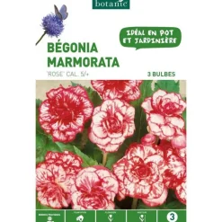 Bégonia Marmorata rose botanic® - 3 bulbes