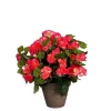 Bégonia rose artificiel en pot gris Edelman - Ø 36 x H 37 cm