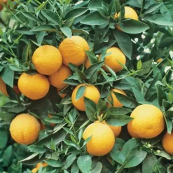 Bigaradier Bio. Le pot de 3 litres