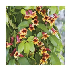 BIGNONIA CAPREOLATA. Le pot de 3 litres