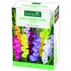 Boite de bulbes de fleurs Glaïeuls grandes fleurs en mélange botanic® – 32 bulbes