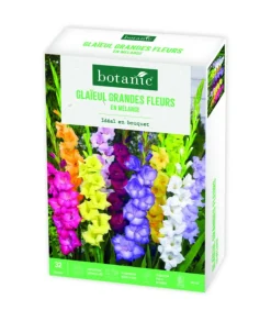Boite de bulbes de fleurs Glaïeuls grandes fleurs en mélange botanic® – 32 bulbes