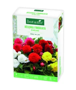 Boite de bulbes de fleurs Bégonia Fimbriata en mélange botanic® – 8 bulbes