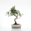 Bonsaï botanic® Ficus Retusa avec pot et soucoupe - Taille 3,2