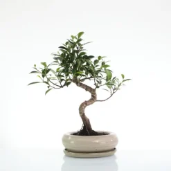 Bonsaï botanic® Ficus Retusa avec pot et soucoupe - Taille 3,2