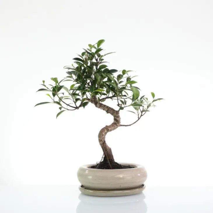 Bonsaï botanic® Ficus Retusa avec pot et soucoupe - Taille 3,2