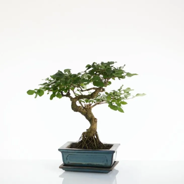 Bonsaï botanic® Ligustrum avec pot et soucoupe - Taille 3,2