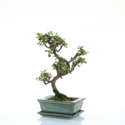 Bonsaï botanic® Portulacaria avec pot et soucoupe - Taille 3,2