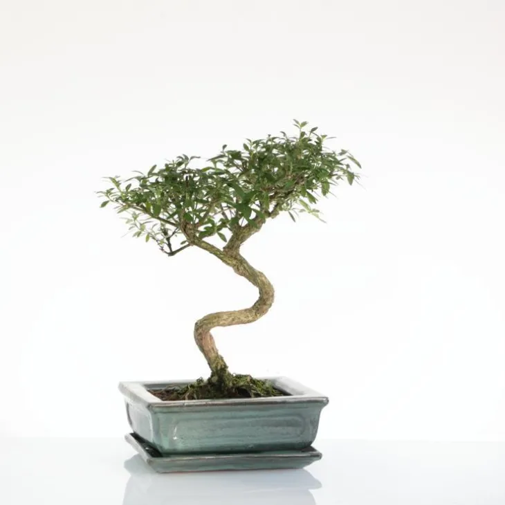 Bonsaï botanic® Serissa avec pot et soucoupe - Taille 3,2
