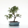 Bonsaï botanic® Zelkova avec pot et soucoupe - Taille 3,2