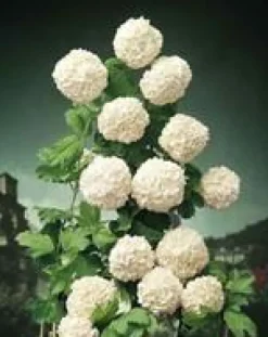 Boule de neige (Viburnum Opulus Roseum) 40/60. Le pot de 4 litres